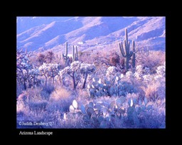 Arizona Landscape