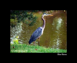 Blue Heron