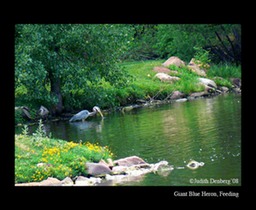 Giant Blue Heron, Feeding-