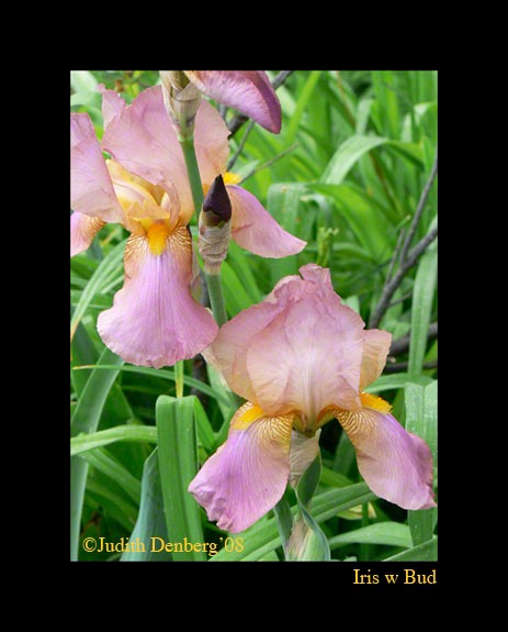 Iris w Bud
