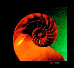 Red Nautilus