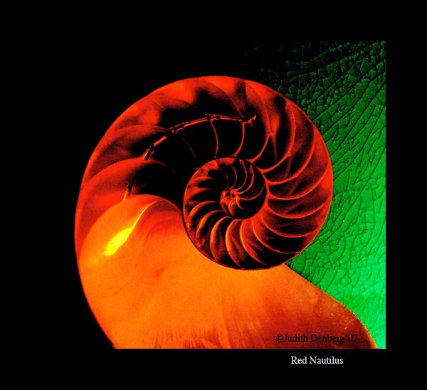 Red Nautilus