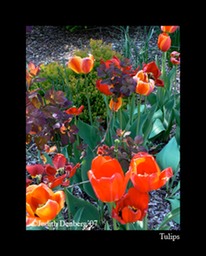 Tulips